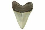 Serrated, Fossil Megalodon Tooth - North Carolina #298939-1